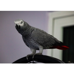 Papuga żako – najważniejsze informacje