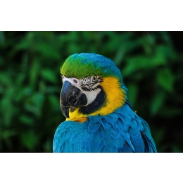 Pierzenie u papug i jego zaburzenia