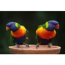 Najpopularniejsze papugi w Polsce