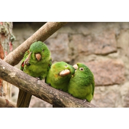 Papuga falista – czym się charakteryzuje i jak o nią dbać?