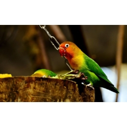 Papużki nierozłączki – czym je karmić?