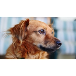 Parawiroza u psów - porady weterynarza