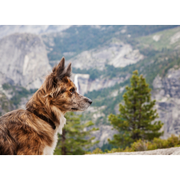 Gdzie wybrać się do parku krajobrazowego z psem?