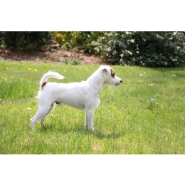 Parson Russell Terrier – najważniejsze informacje o rasie – Encyklopedia psów