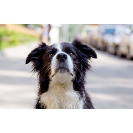 Jak wyrobić i ile kosztuje paszport dla psa?