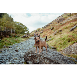 Patterdale terrier - encyklopedia ras psów