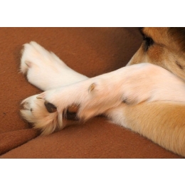 Obcinanie pazurów u psa. Niezbędne informacje na temat pielęgnacji psich pazurów