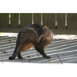 Jak rozpoznać pchły u kota i jaki jest najlepszy preparat na pchły dla kotów?