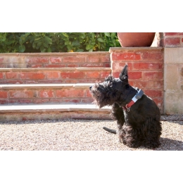 Jak rozpoznać pchły u psa i jak się ich pozbyć? Czy psie pchły są też zagrożeniem dla człowieka?