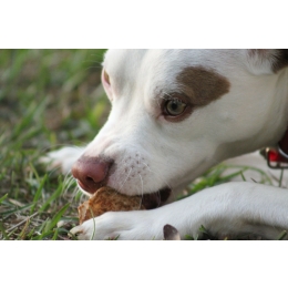 Kształt przysmaków dla psów – czy ma znaczenie?