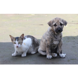 IBD (nieswoiste zapalenie jelit) u psów i kotów