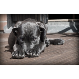 Zapalenie pęcherza u psa – przyczyny, objawy i leczenie