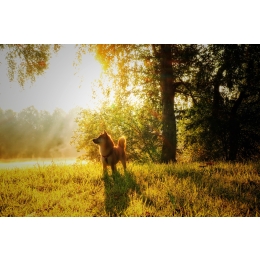 Shiba inu – najważniejsze informacje o rasie