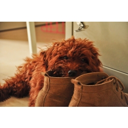 5 powodów przez które Twój pies gryzie meble (i nie tylko)