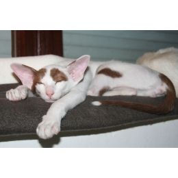 Peterbald (Sfinks peterburski) - Encyklopedia kotów