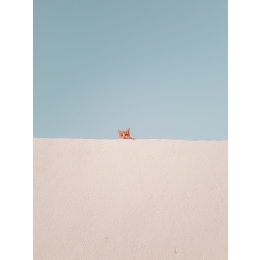 Jaki żwirek dla kota wybrać? Opis najpopularniejszych rodzajów