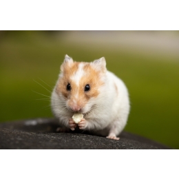 Co może jeść chomik? Jak powinna wyglądać dieta tego zwierzęcia?