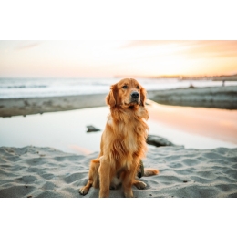 Golden Retriever - charakterystyka, pielęgnacja, zdrowie (Encyklopedia psów)