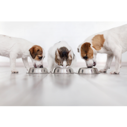 Zespół PICA, czyli syndrom łaknienia spaczonego u kotów i psów