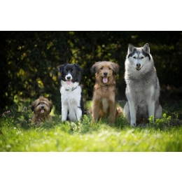 Jaki jest najpiękniejszy pies na świecie? Poznaj top 10 najładniejszych ras psów