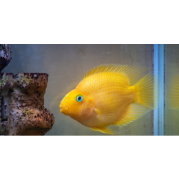 Pielęgnica papuzia - kontrowersyjna ryba akwariowa