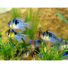 Pielęgniczki – przewodnik po gatunku ryb