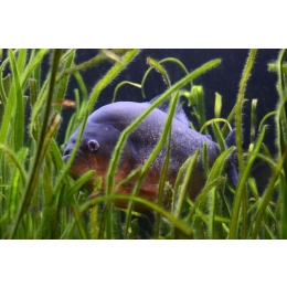 Skuteczne metody na pierwotniaki w akwarium