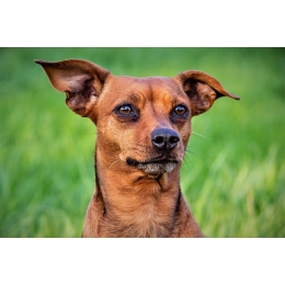 Babeszjoza - najgroźniejsza choroba odkleszczowa u zwierząt