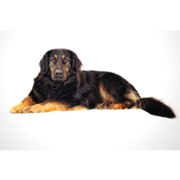 Hovawart - najważniejsze informacje o rasie. Encyklopedia ras psów