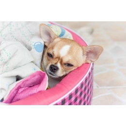 Angina i zapalenie gardła u psa