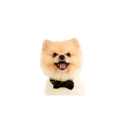 Czy znasz prawdę o psie Boo?