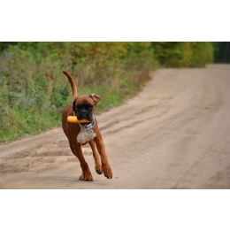 Bokser – najważniejsze informacje o rasie