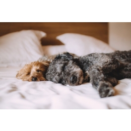 Co zrobić, gdy pies chrapie?