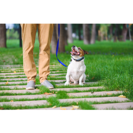 Suczka czy pies? Czyli co wybrać i jak rozpoznać płeć psa