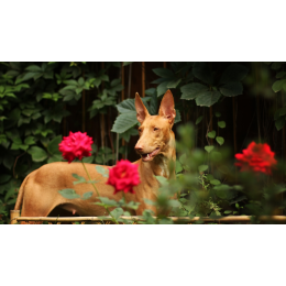 Pies faraona – starożytna rasa czworonogów. Encyklopedia psów