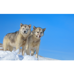 Pies grenlandzki (Greenland dog), czy to prawdziwy dziki wilk?