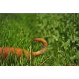 Dlaczego pies gryzie ogon? Poznaj przyczyny takiego zachowania