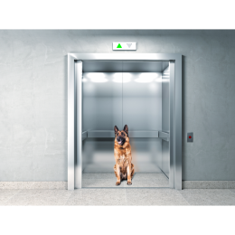 Pies się boi windy – jak sobie z tym poradzić?