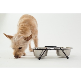 Jak często karmić psa? Co mu podać do jedzenia?