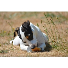 Czy pies może jeść chleb? Podpowiadamy czy i w jakiej formie pies może jeść pieczywo