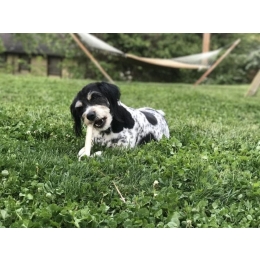 Jakie kości dla psa są najlepsze? Dlaczego powinny znaleźć się w diecie?