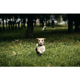 Pies zjada odchody? Sprawdź jak zwalczyć to niebezpieczne zjawisko