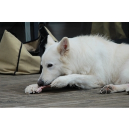 Konina dla psa – najzdrowsze mięso dla psa czy nowa moda związana z BARF?