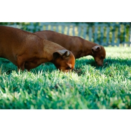 Dlaczego pies je trawę? Co to może oznaczać?