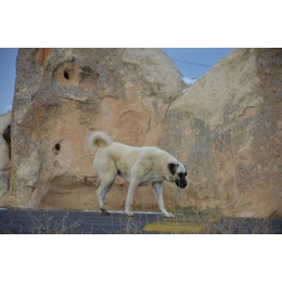 Kangal (Turecki pies pasterski) – najważniejsze informacje o rasie. Encyklopedia psów