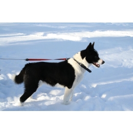 Karelski pies na niedźwiedzie (Karelian Bear Dog) – Encyklopedia psów