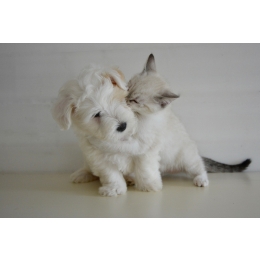 Obroża, krople czy może tabletki? Jak ochronić psa i kota przed kleszczami?