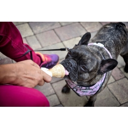 Lody dla psów - zdradzamy ich tajniki