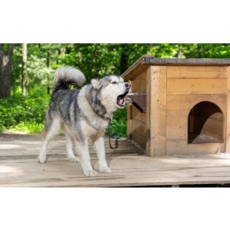 Jak nauczyć psa spać w budzie? Praktyczne porady