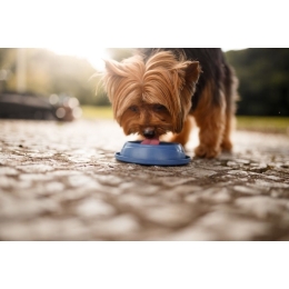 Pies nie chce pić wody? Sprawdź, co to oznacza